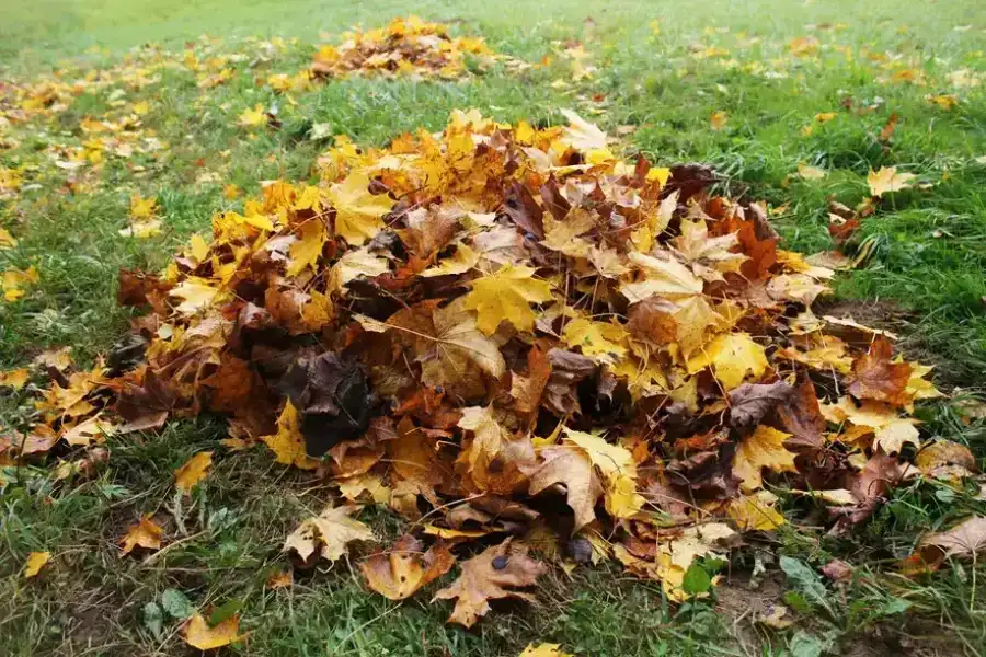 Leaf Removal Tips For Large Yard Maintenance Martinsburg, WV Leaf Removal Tips For Large Yard Maintenance Martinsburg, WV