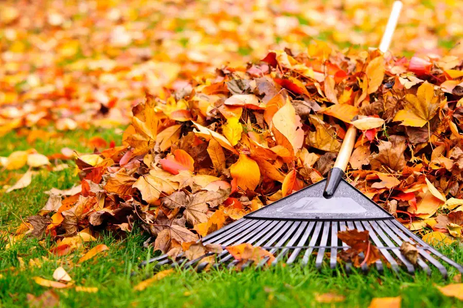 Leaf Removal Tips For Large Yard Maintenance in Martinsburg, WV Leaf Removal Tips For Large Yard Maintenance in Martinsburg, WV