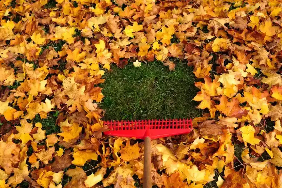 Tools Used For Effective Leaf Removal Services Martinsburg, WV Tools Used For Effective Leaf Removal Services Martinsburg, WV